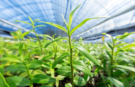 拉斯维加斯9888铁皮石斛