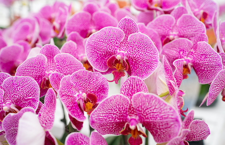 拉斯维加斯9888精品蝴蝶兰