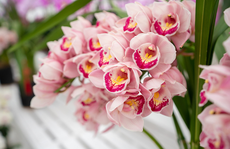 拉斯维加斯9888大花蕙兰